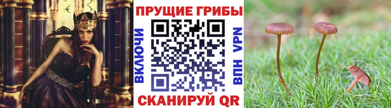 Галлюциногенные грибы Cubensis  Пересвет 